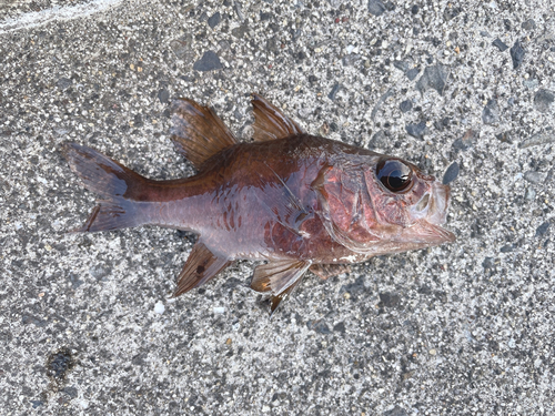 アカメバルの釣果