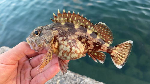 カサゴの釣果