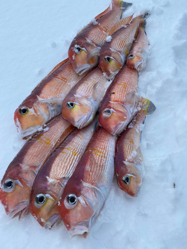 アマダイの釣果