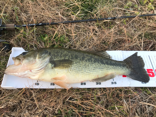 ブラックバスの釣果