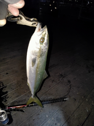 イナダの釣果