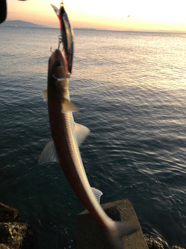 エソの釣果