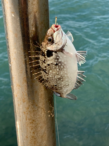 釣果