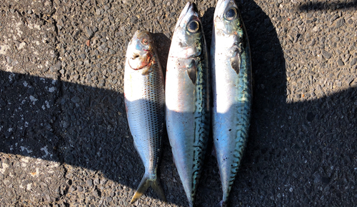 コノシロの釣果