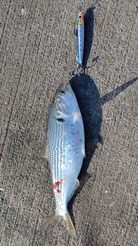 コノシロの釣果