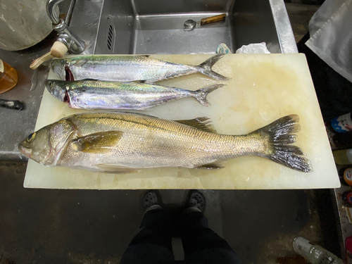 シーバスの釣果