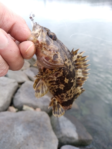 タケノコメバルの釣果