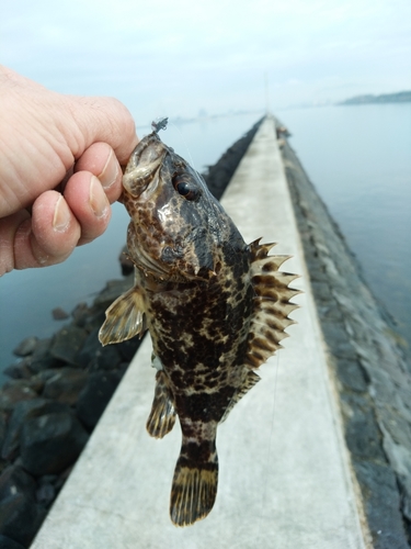 タケノコメバルの釣果