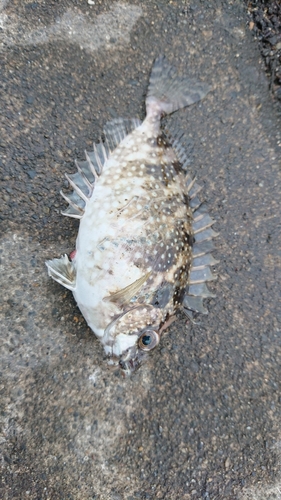 釣果