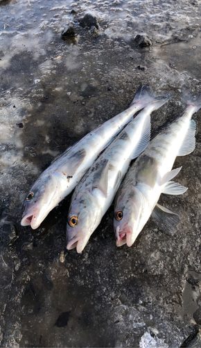 ホッケの釣果