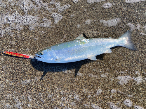 ウミサクラの釣果