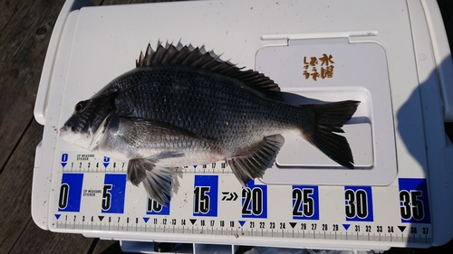 チヌの釣果