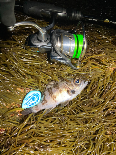 シロメバルの釣果