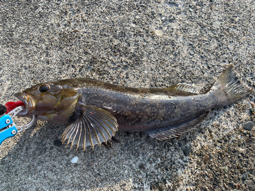 アイナメの釣果