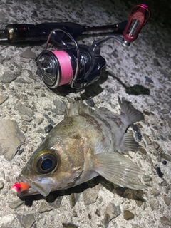 シロメバルの釣果