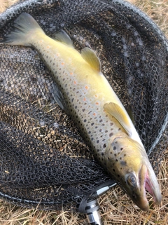 ブラウントラウトの釣果