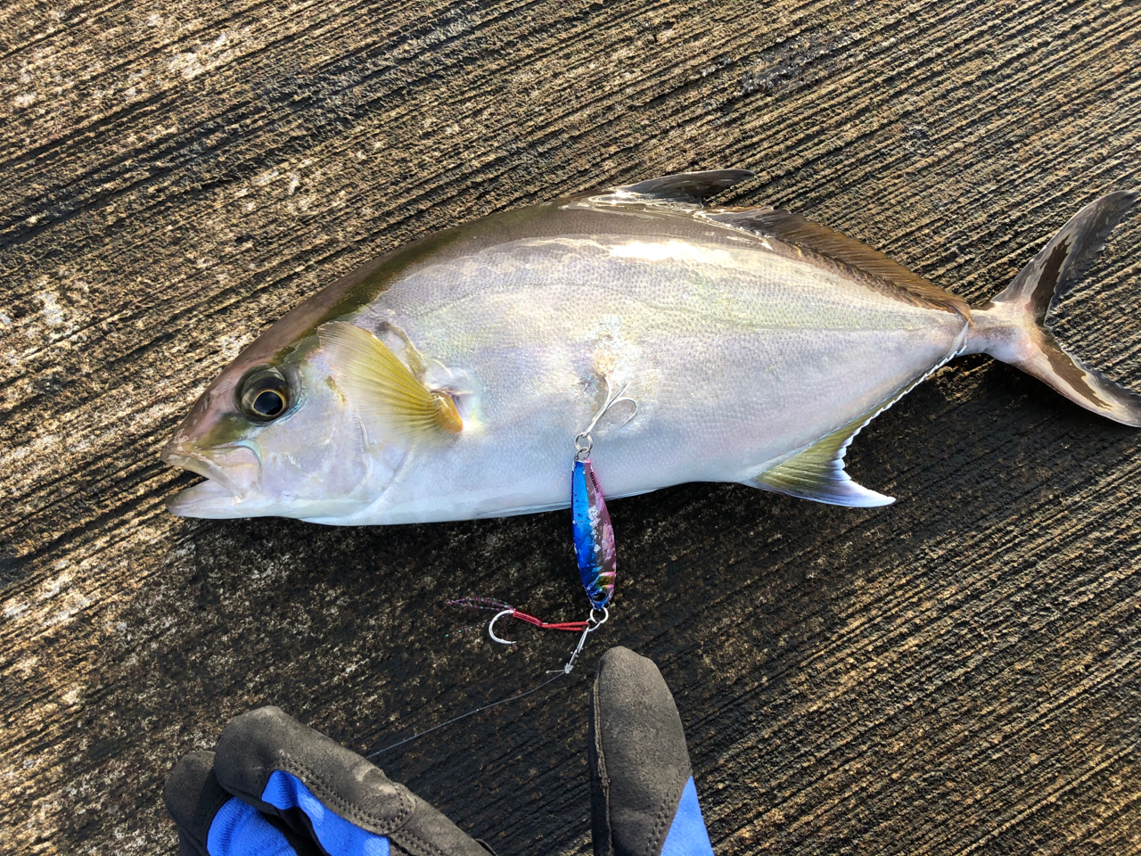 にわか釣り師 さんの 2021年01月20日のカンパチの釣り・釣果情報(東京