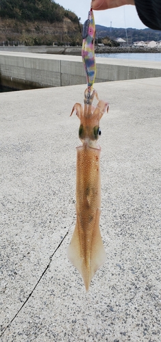 ヤリイカの釣果