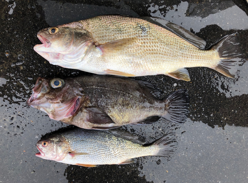 イシモチの釣果