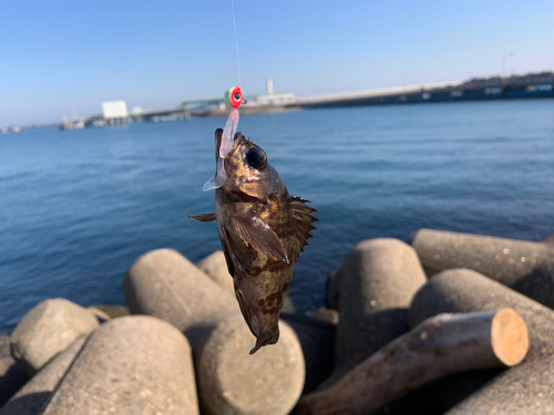 メバルの釣果