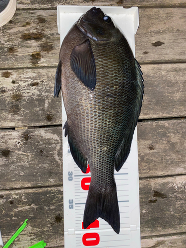 クチブトグレの釣果