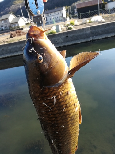 コイの釣果