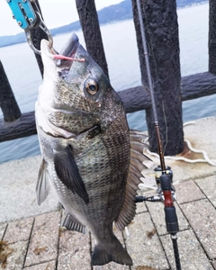 チヌの釣果