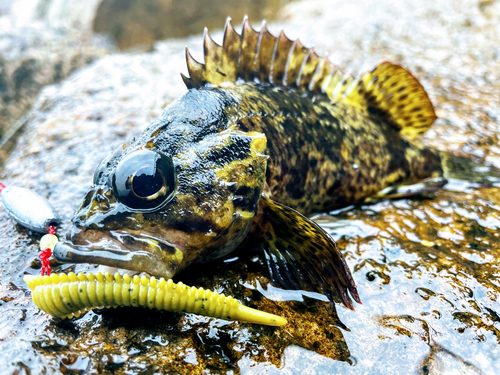 タケノコメバルの釣果