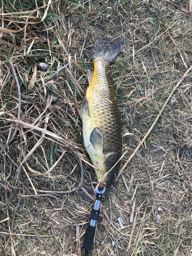 コイの釣果