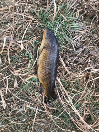 コイの釣果