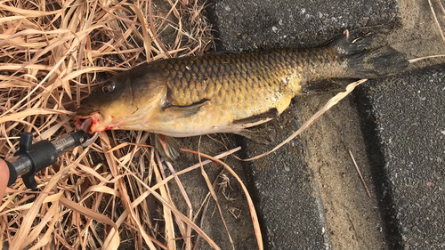 コイの釣果