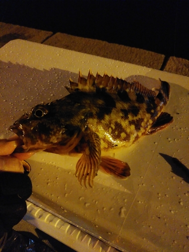 カサゴの釣果