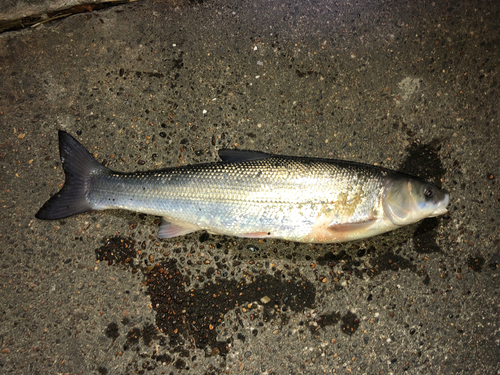 ウグイの釣果