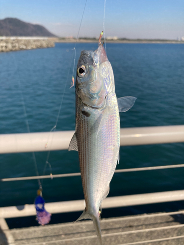 コノシロの釣果