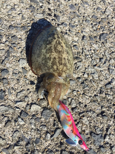 コウイカの釣果