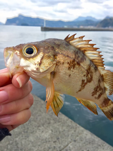 アカメバルの釣果