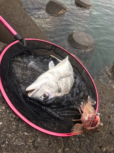 チヌの釣果