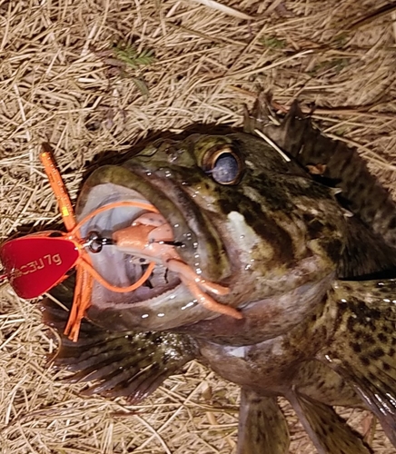 ムラソイの釣果