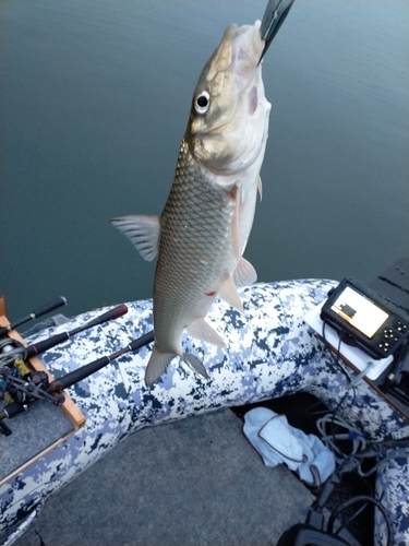 ニゴイの釣果