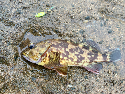 ガシラの釣果