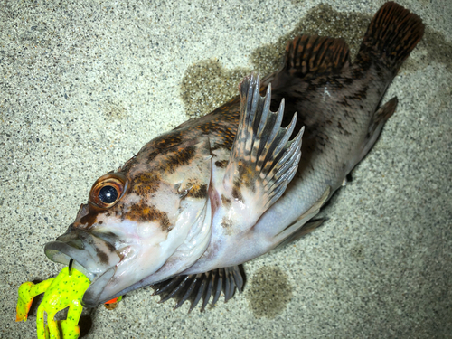 オウゴンムラソイの釣果