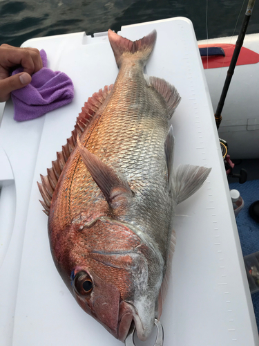 タイの釣果