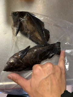 シロメバルの釣果