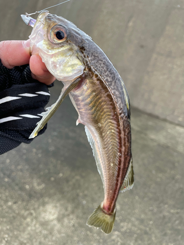 ハタハタの釣果