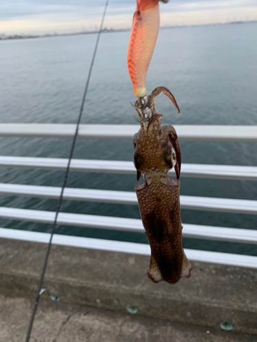 ヒイカの釣果