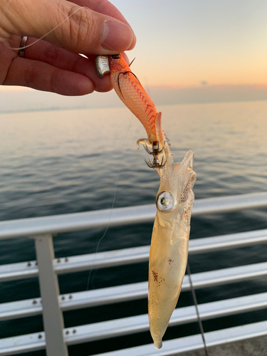 ヒイカの釣果