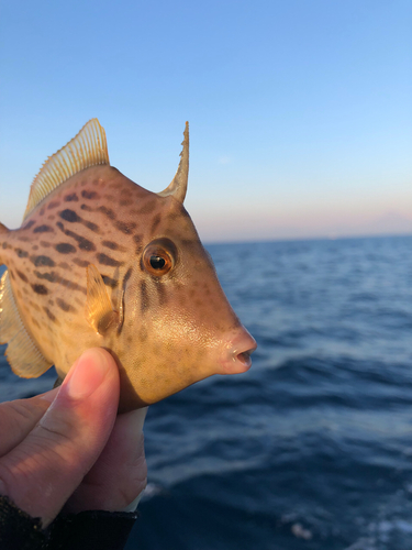 カワハギの釣果