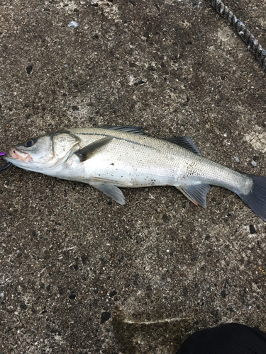 スズキの釣果