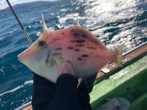 カワハギの釣果