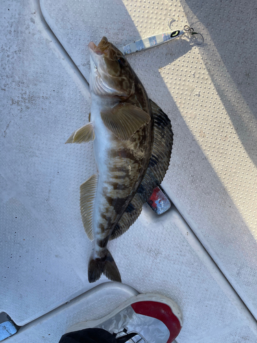 ホッケの釣果